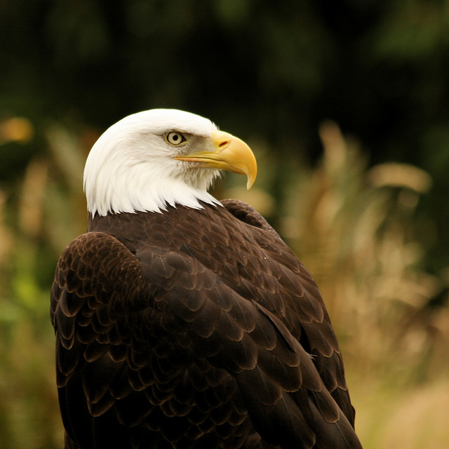 northern bald eagle